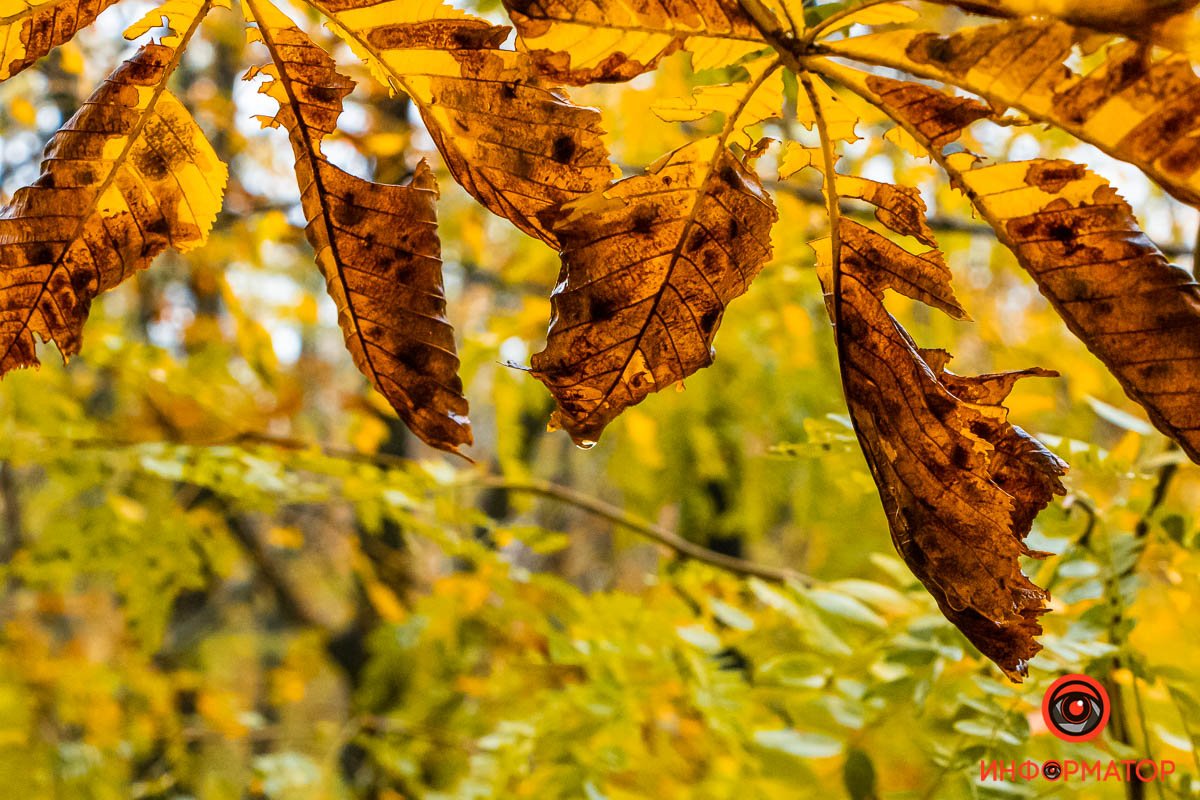 Солнечный свет пробьется даже сквозь самый плотный слой листьев Солнечный свет пробьется даже сквозь самый плотный слой листьев