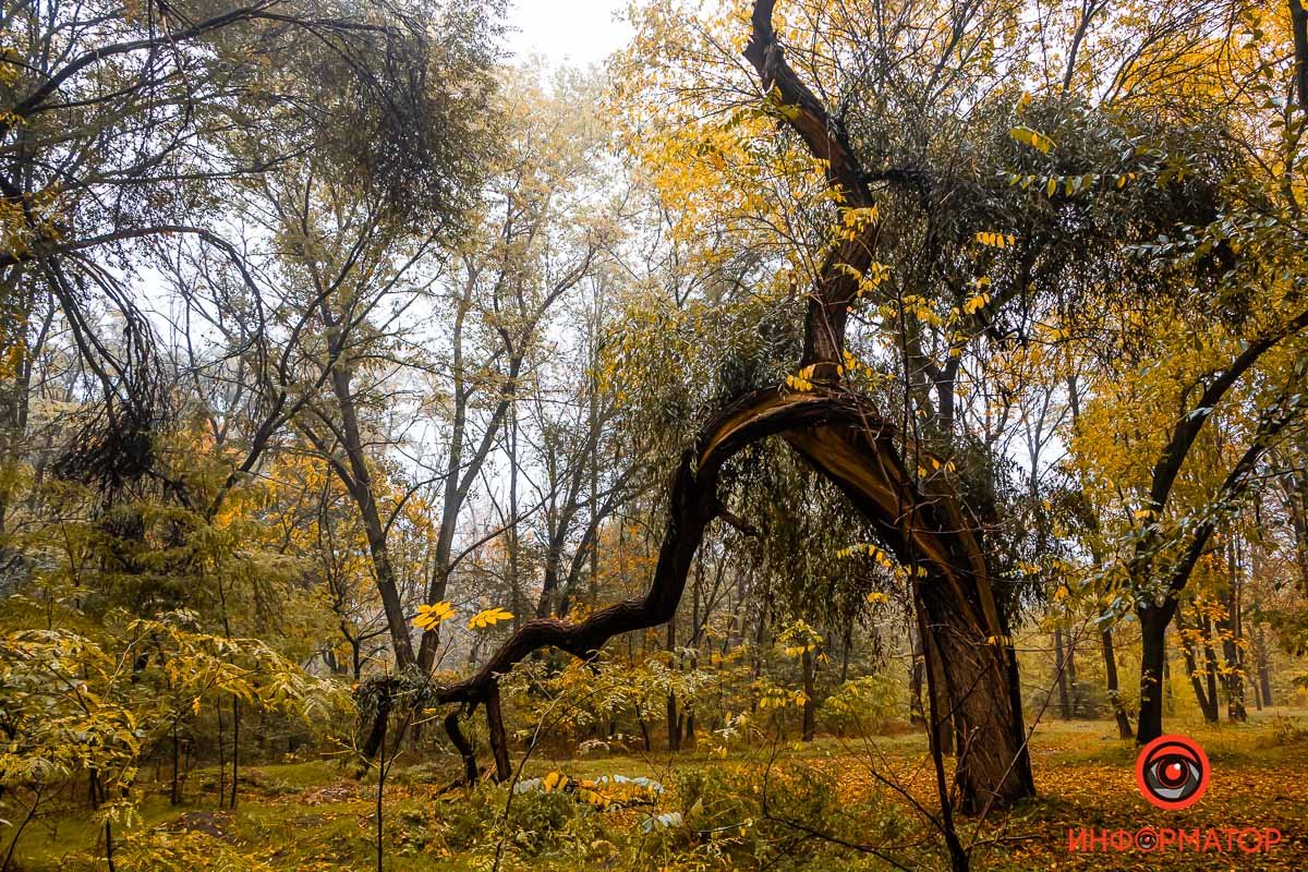 Удивительные жители лесопарка Удивительные жители лесопарка