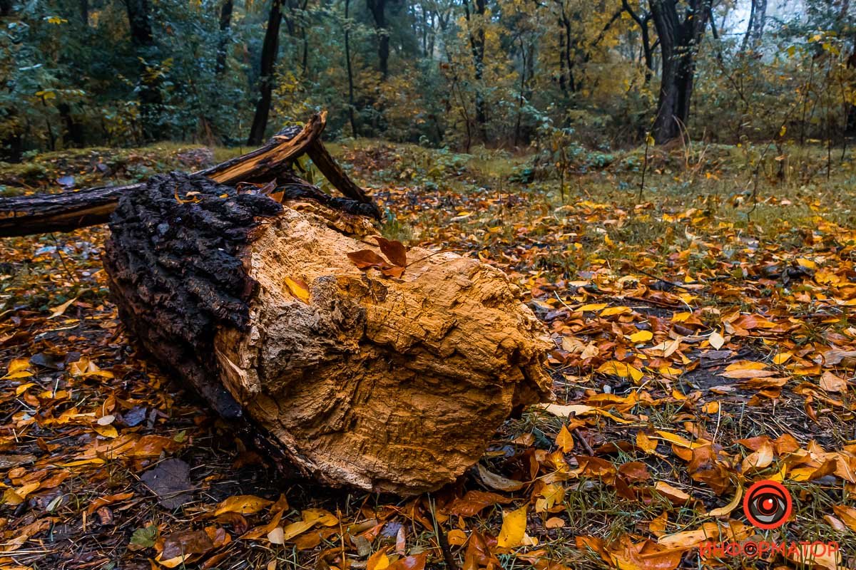 Здесь нет ничего безжизненного Здесь нет ничего безжизненного