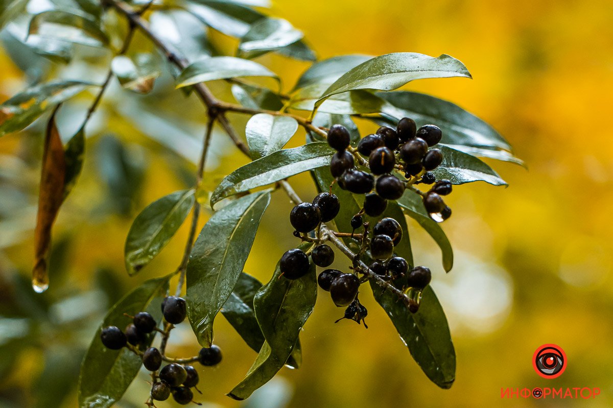Осень здорово постаралась на своих мольбертах Осень здорово постаралась на своих мольбертах