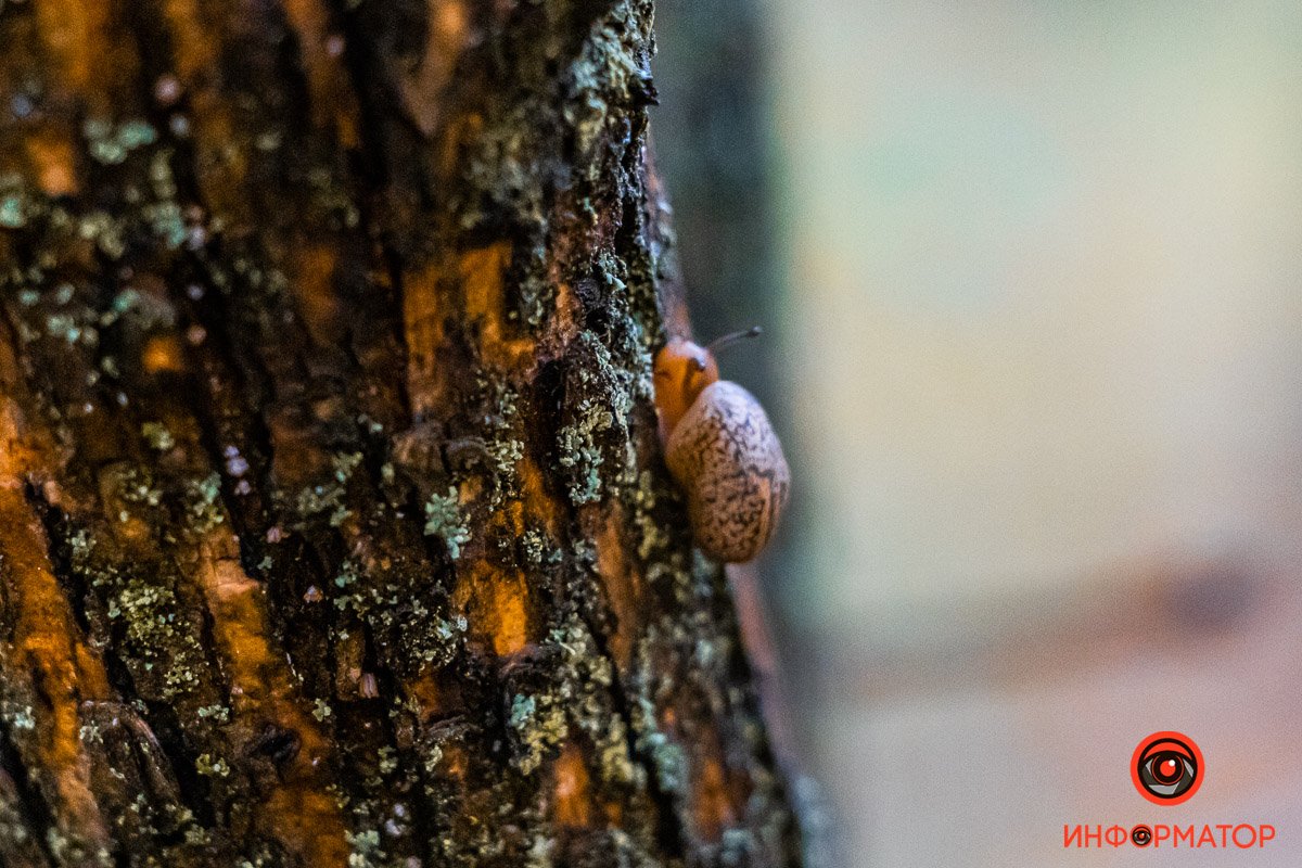 Вопреки сотням поводов грустить смотри на улитку и улыбайся Вопреки сотням поводов грустить смотри на улитку и улыбайся