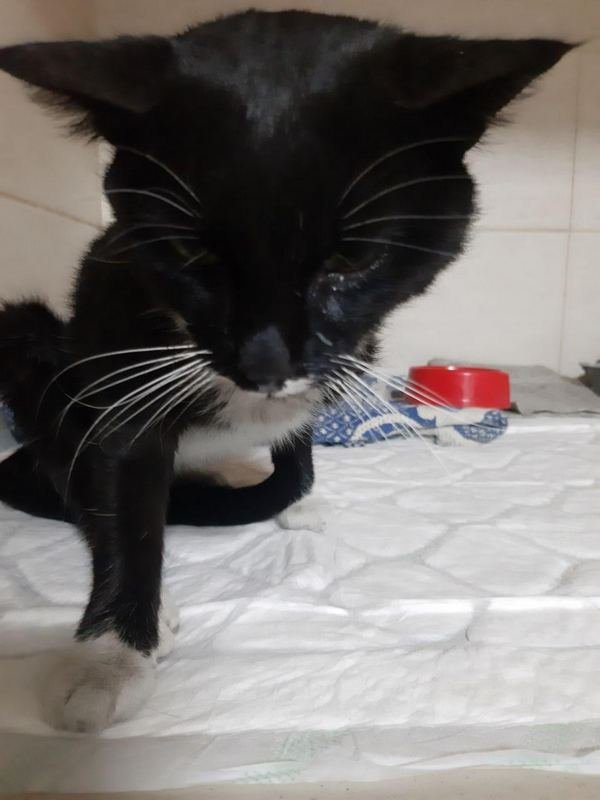 Ежику срочно нужна помощь