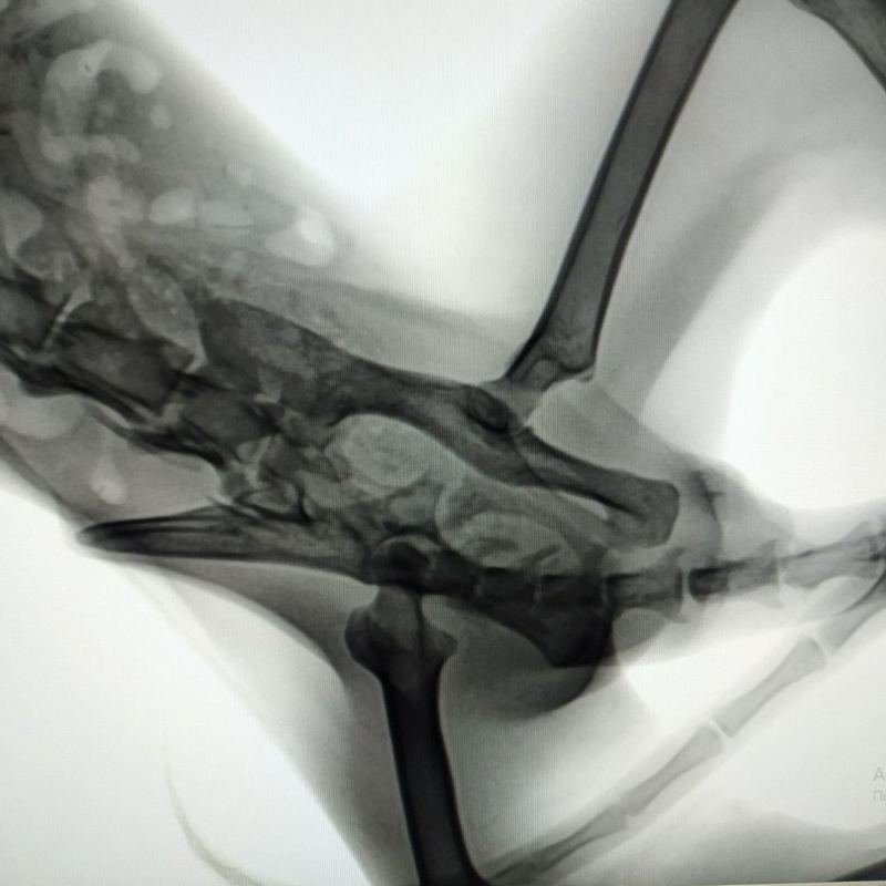 У кота сложный перелом таза со смещением