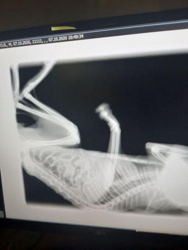 У приюта большие долги перед клиникой