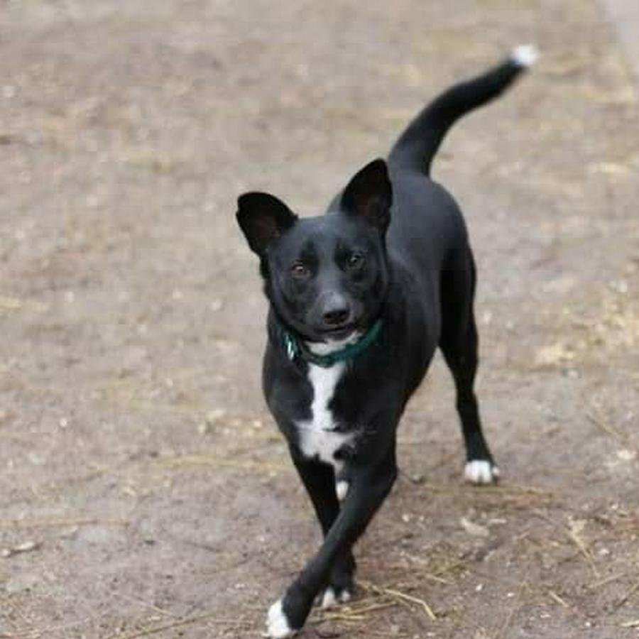 Пес мечтает найти своего человека, чтобы отдавать ему всю свою любовь