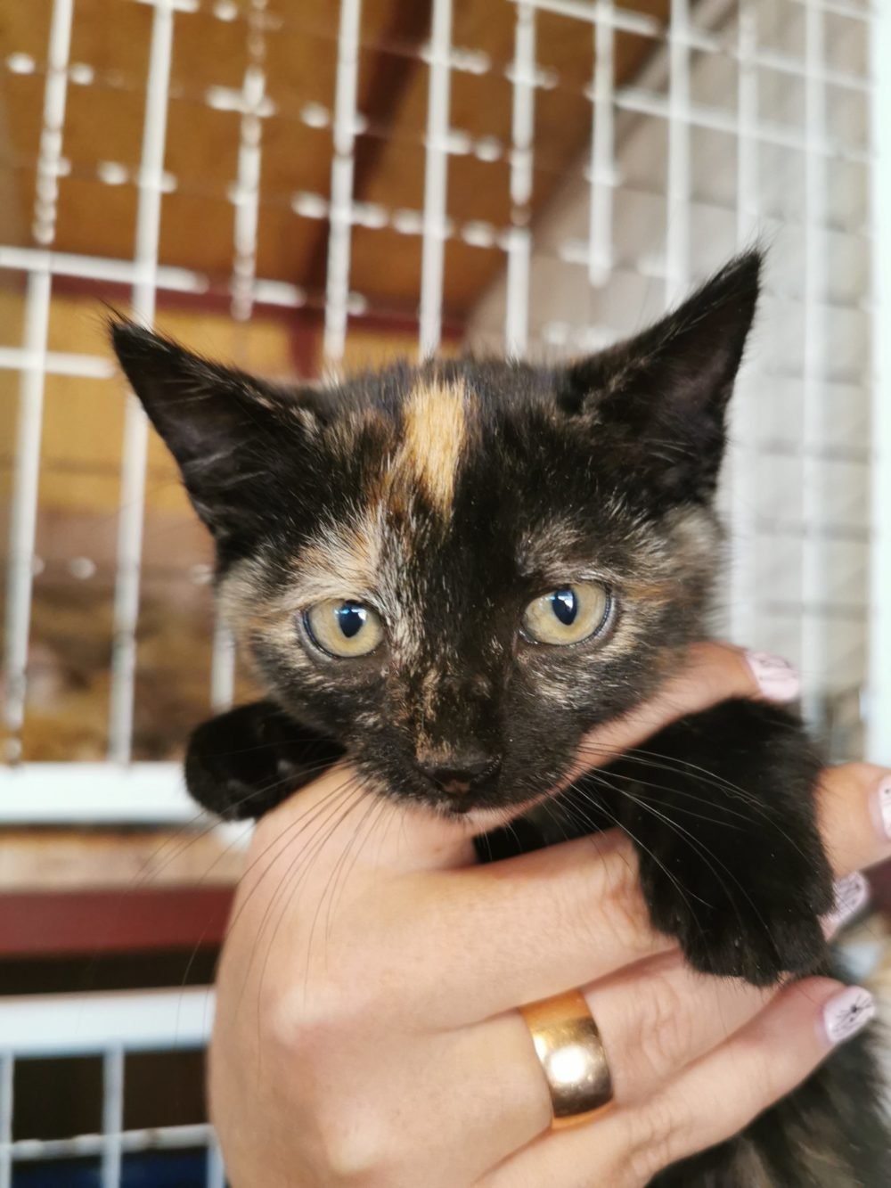 Трехцветная девочка ищет семью