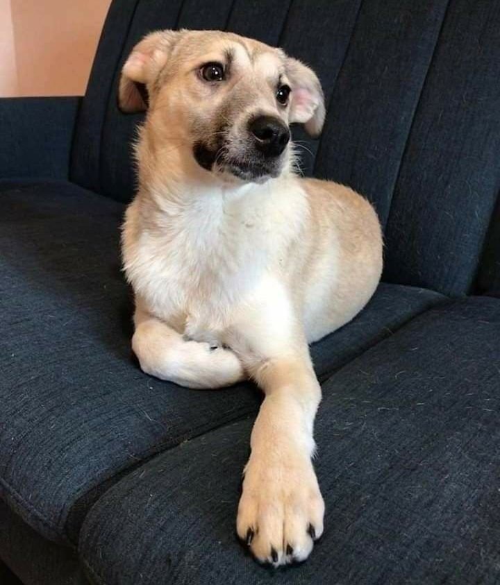 Грустный песель хочет к вам на ручки