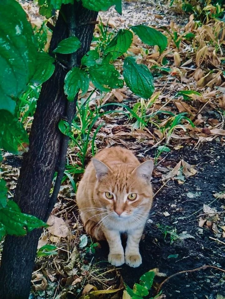 Очень умный и осторожный кот