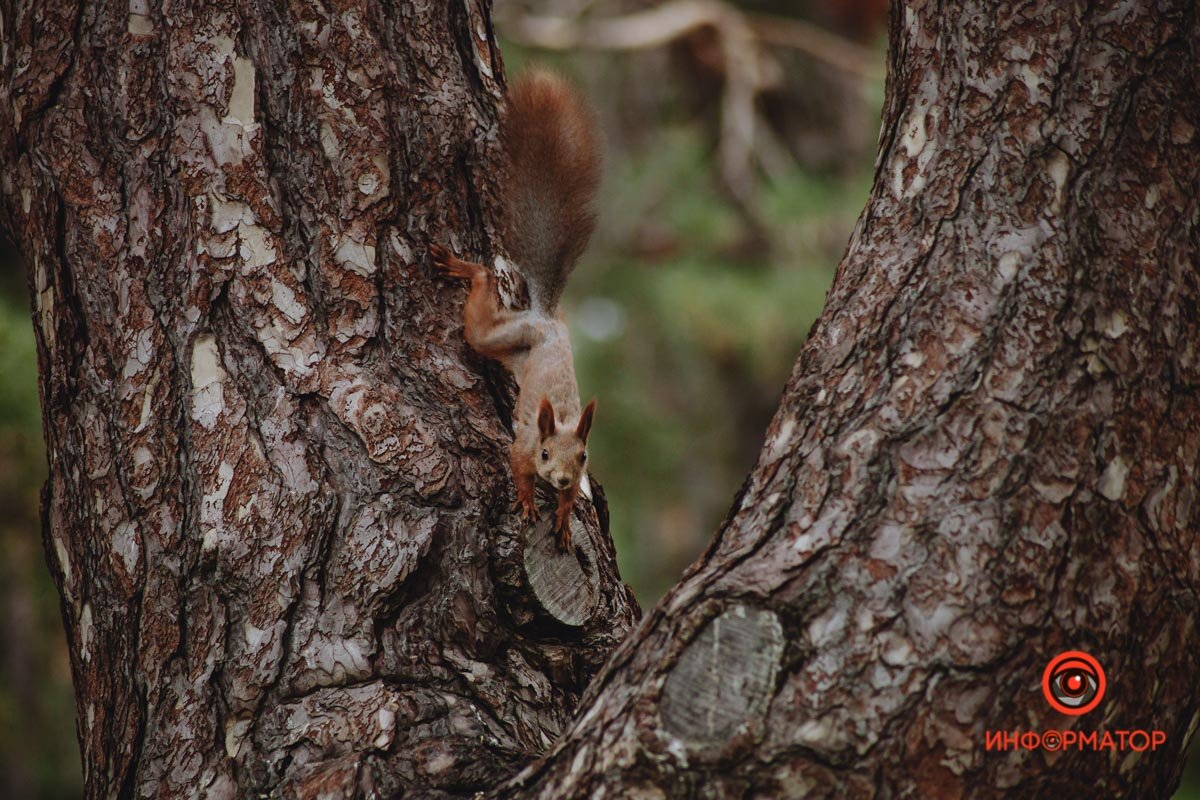 Фото: Руслана Левченко Фото: Руслана Левченко
