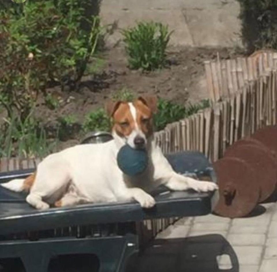 В Днепре пропало много животных: помогите найти 1