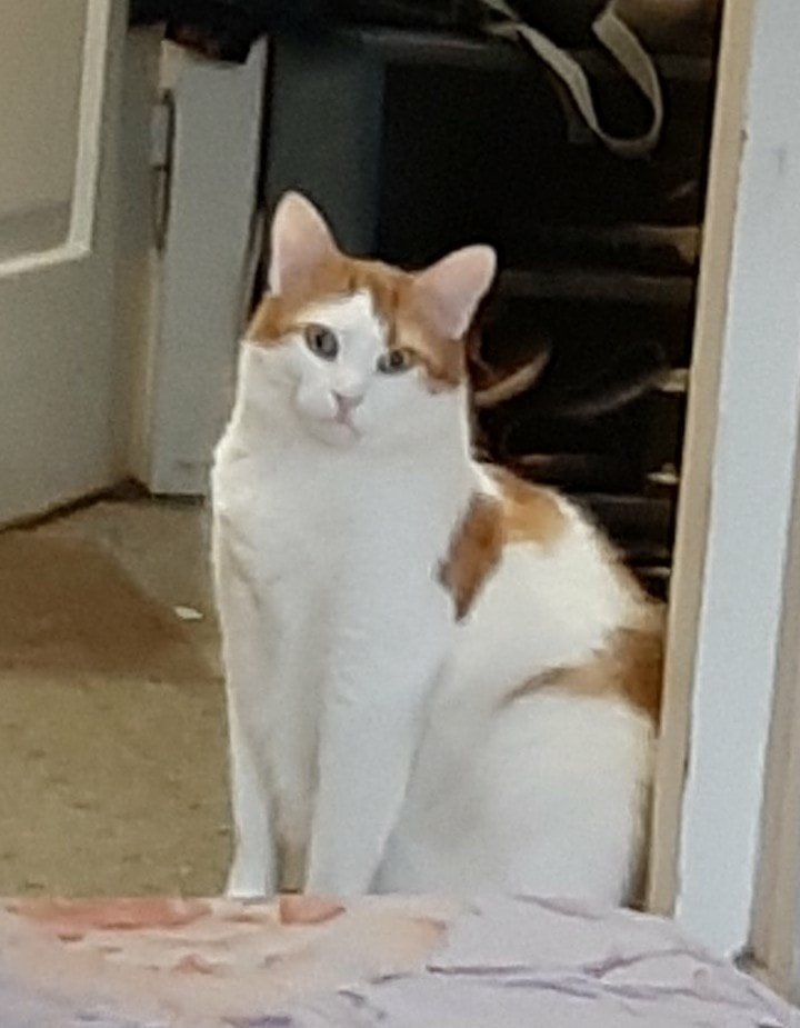 В Днепре пропало много животных: помогите найти 3