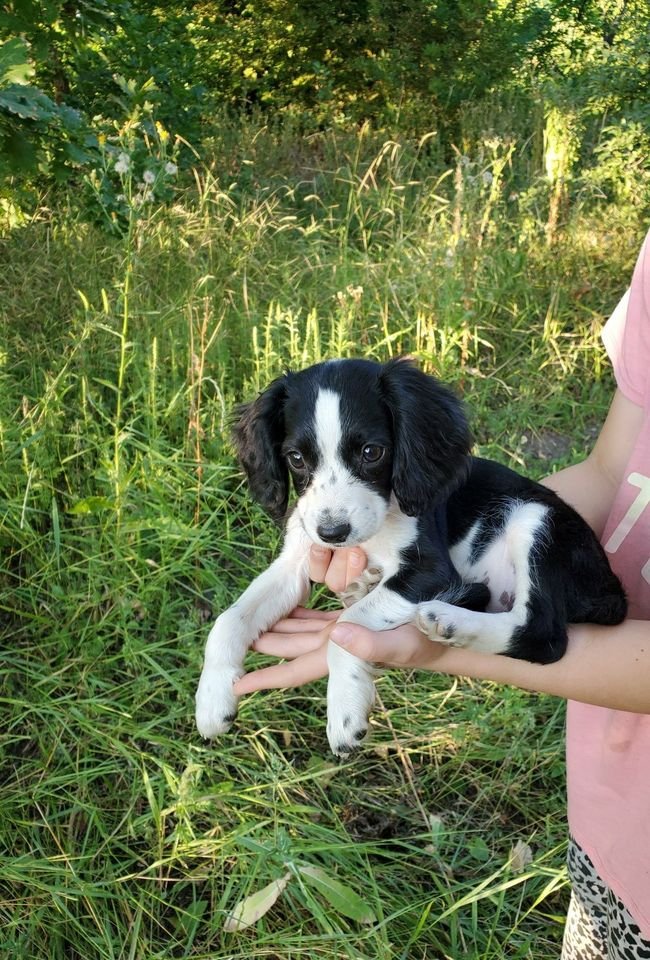 В Днепре пропало много животных: помогите найти 4