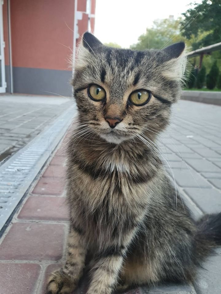 В Днепре пропало много животных: помогите найти 5