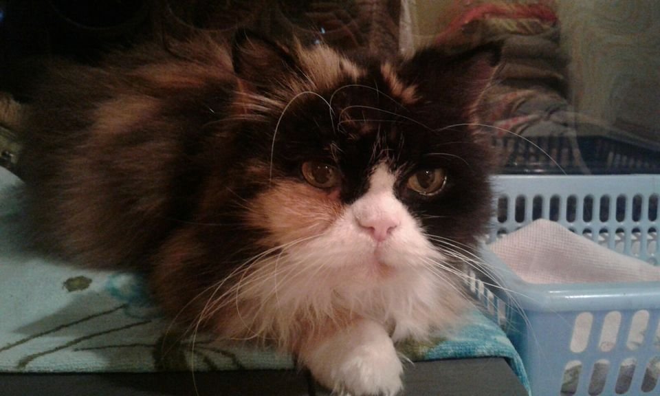 В Днепре пропало много животных: помогите найти 6