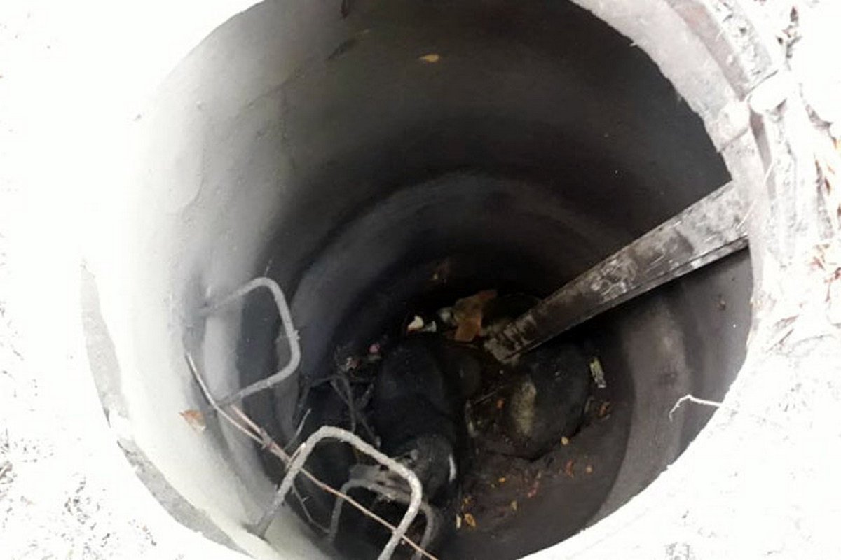 Собаки провалились в канализационный колодец Собаки провалились в канализационный колодец