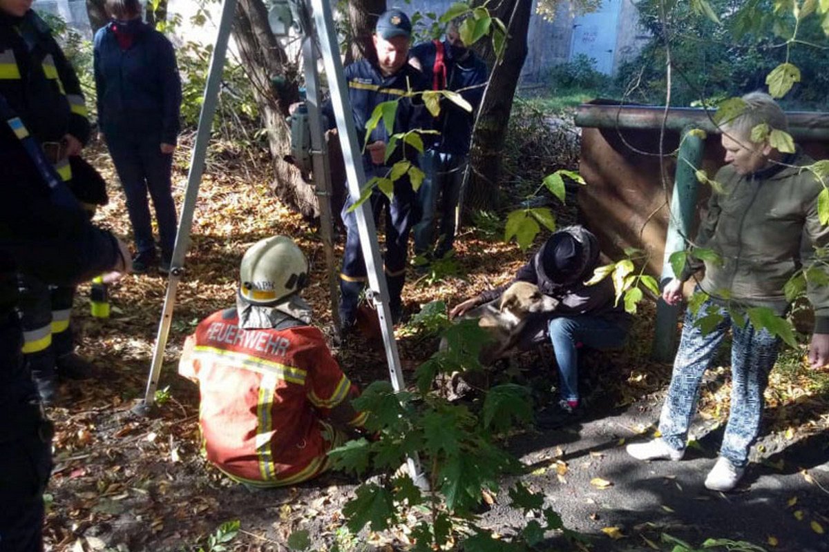 Животные спасены Животные спасены