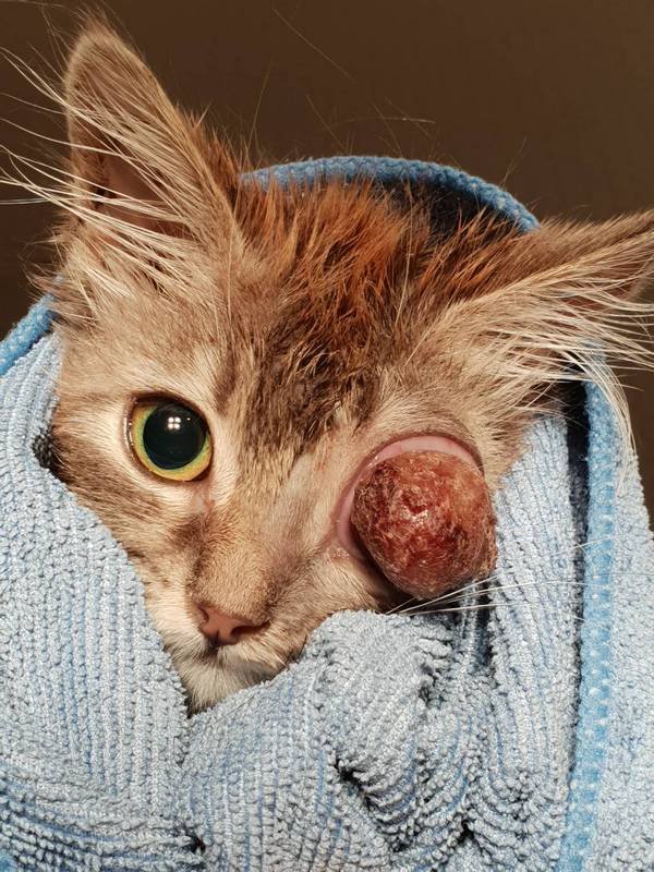 Котенок навсегда потерял один глазик Котенок навсегда потерял один глазик