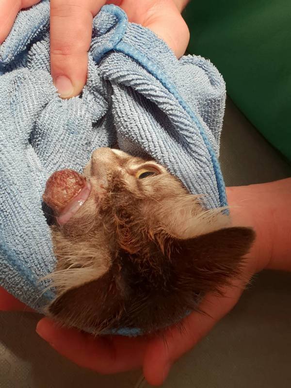 Впереди еще одна операция, для которой Фасольке нужно набрать вес Впереди еще одна операция, для которой Фасольке нужно набрать вес