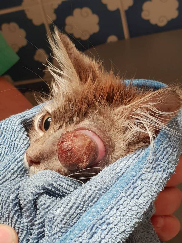 Не хватает даже на корм Не хватает даже на корм