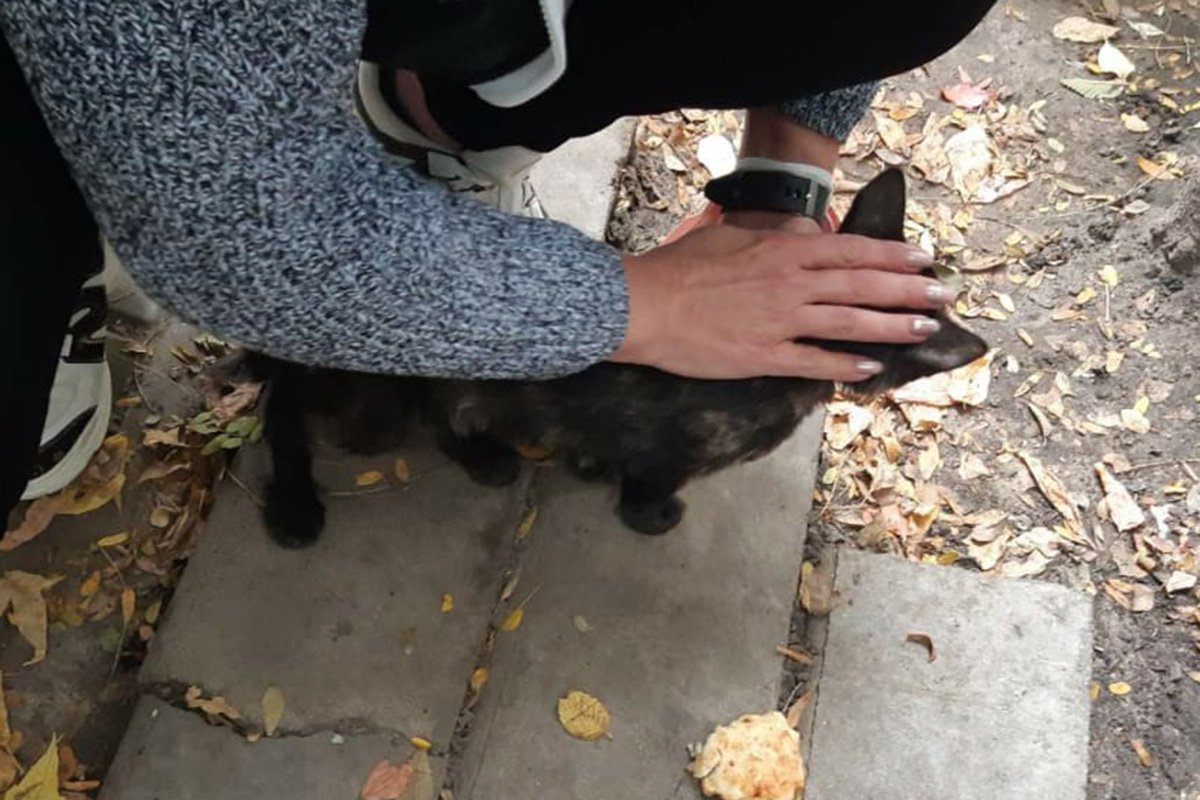 Спасенный на улице Макарова кот Спасенный на улице Макарова кот