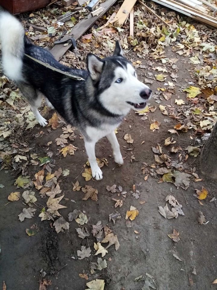 Кобель хаски