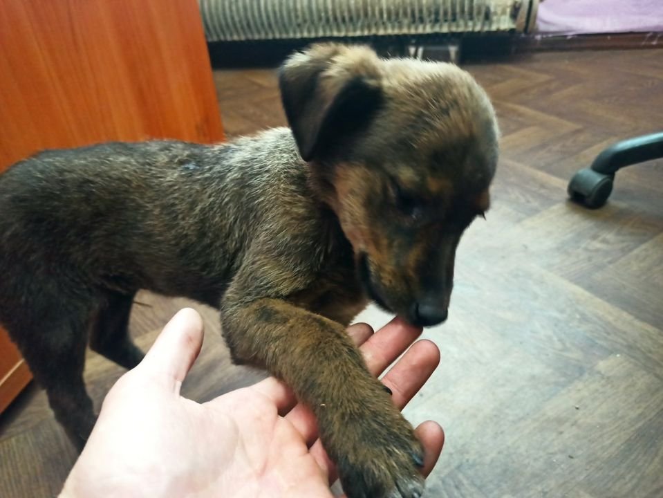 Щенок кобель 3 месяца
