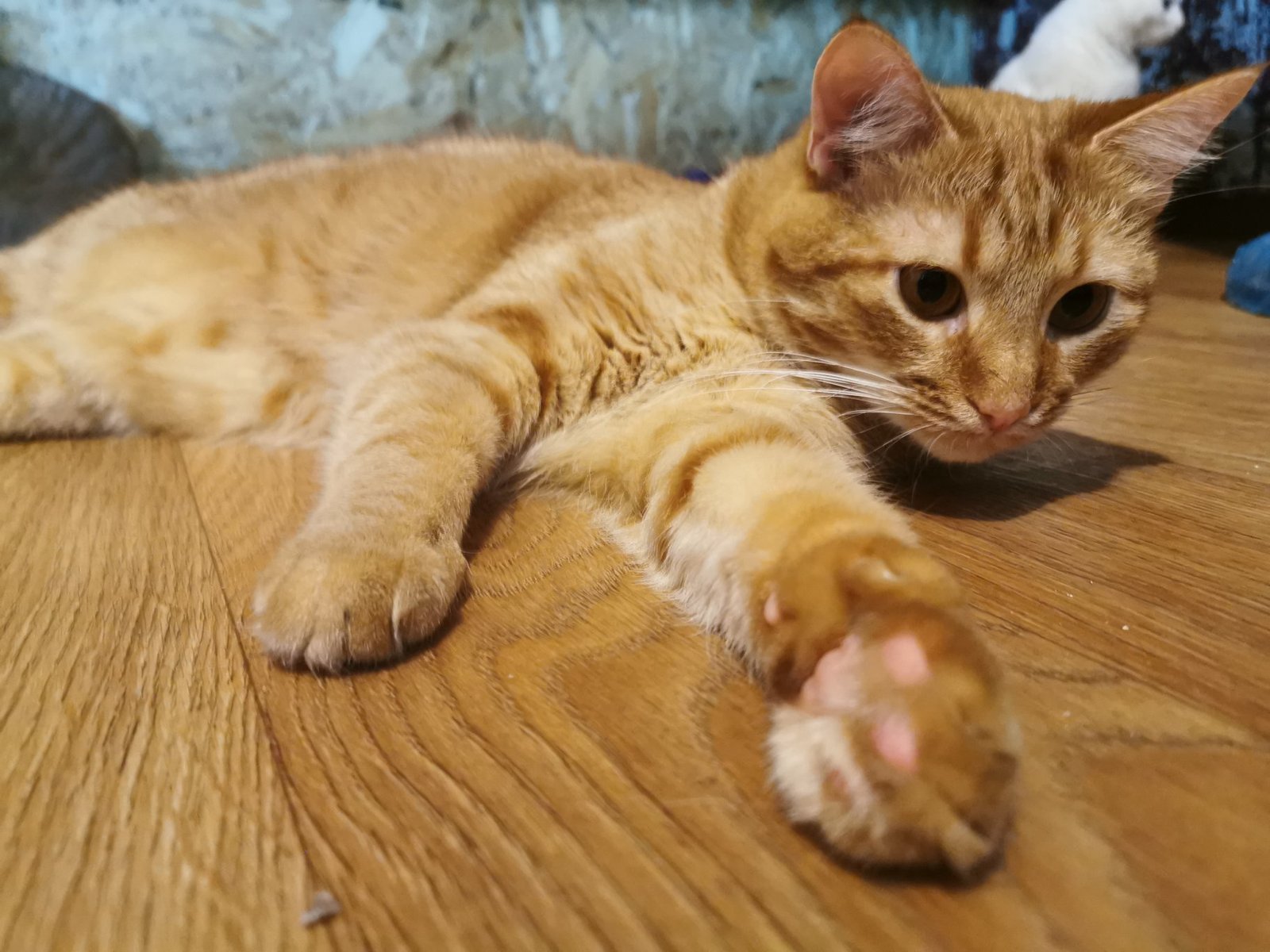 Рыжий Риччи ищет дом