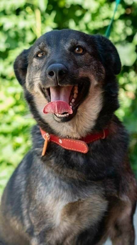 Ральф - умница, а не пес