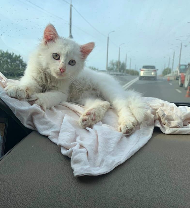 Белоснежный красавчик