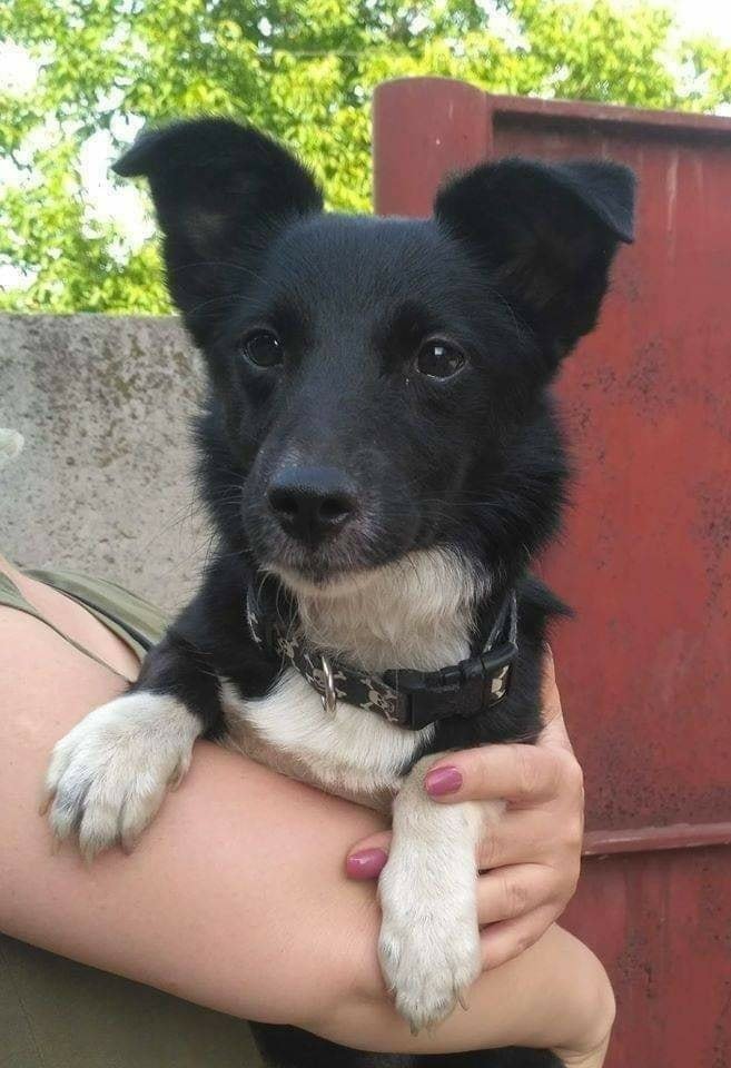 Тина нуждается в ответственных хозяевах