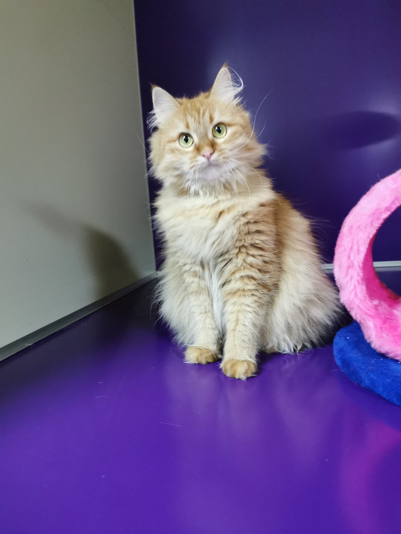 Золотко ждет друга