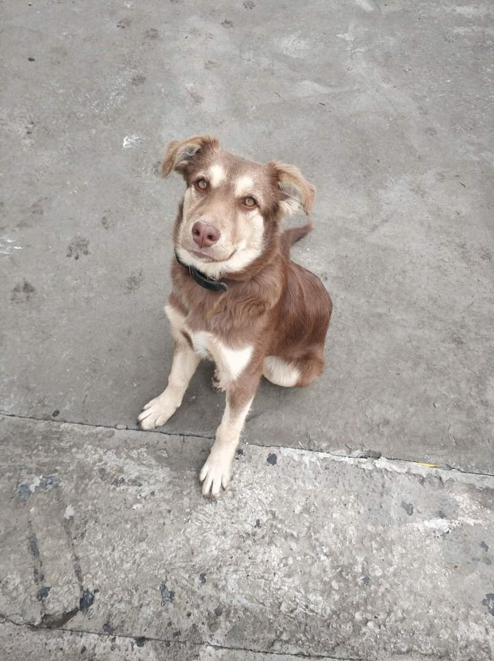 В районе улицы Мильмана, Лоцманской (Победа-6) 25 октября пропала рыжая собака