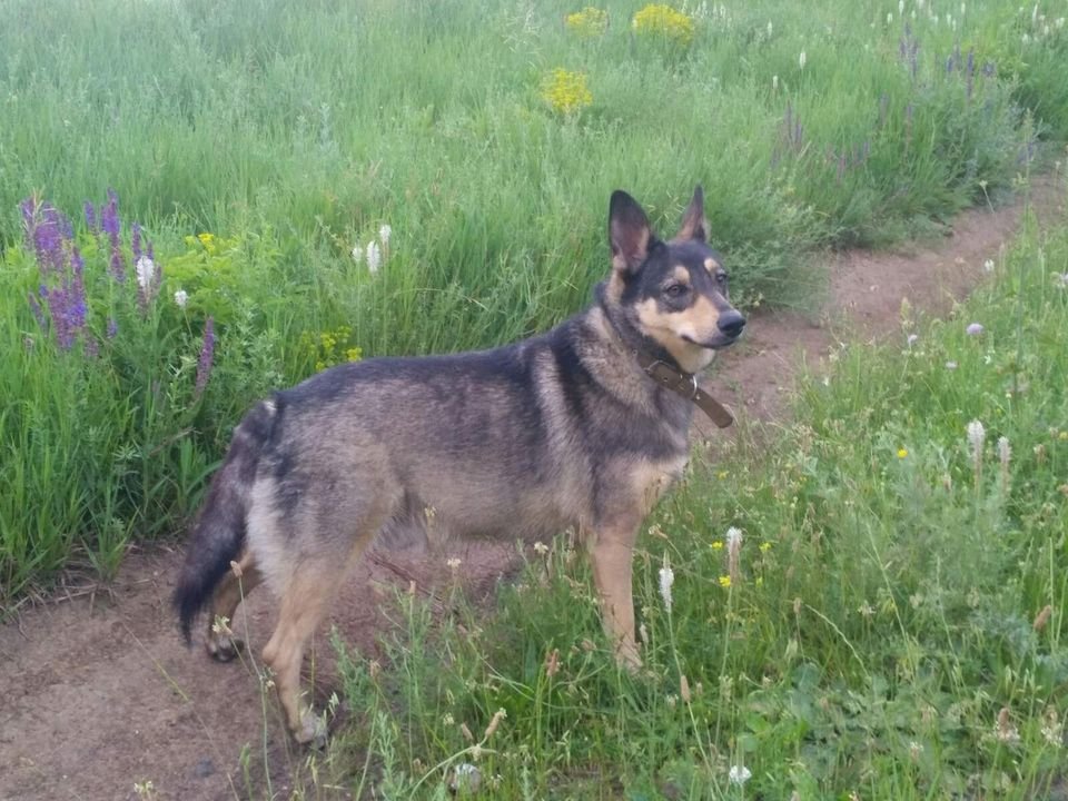 24 октября, в районе аэропорта, около 18:00, пропала собака, зовут Ушастик