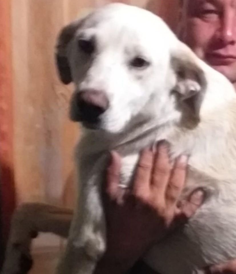 Пропал пес Кабася на перекрёстке улицы Гринченко и улицы Янтарной