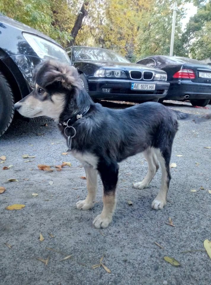 В Днепре пропало много животных: помогите найти 4