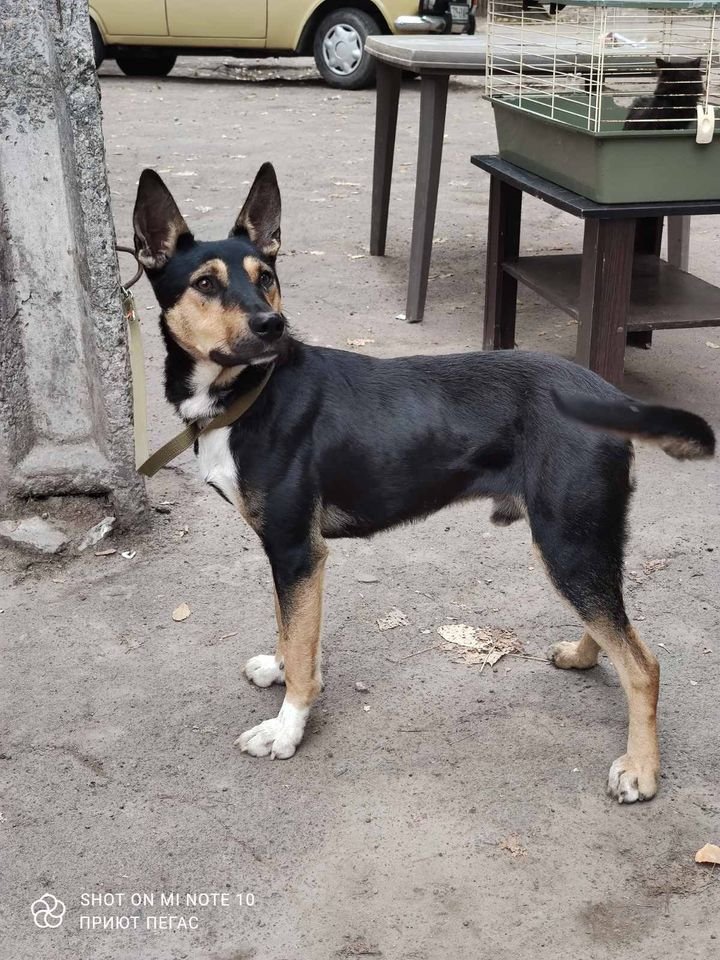 12 квартал, найден пес, домашний кобель