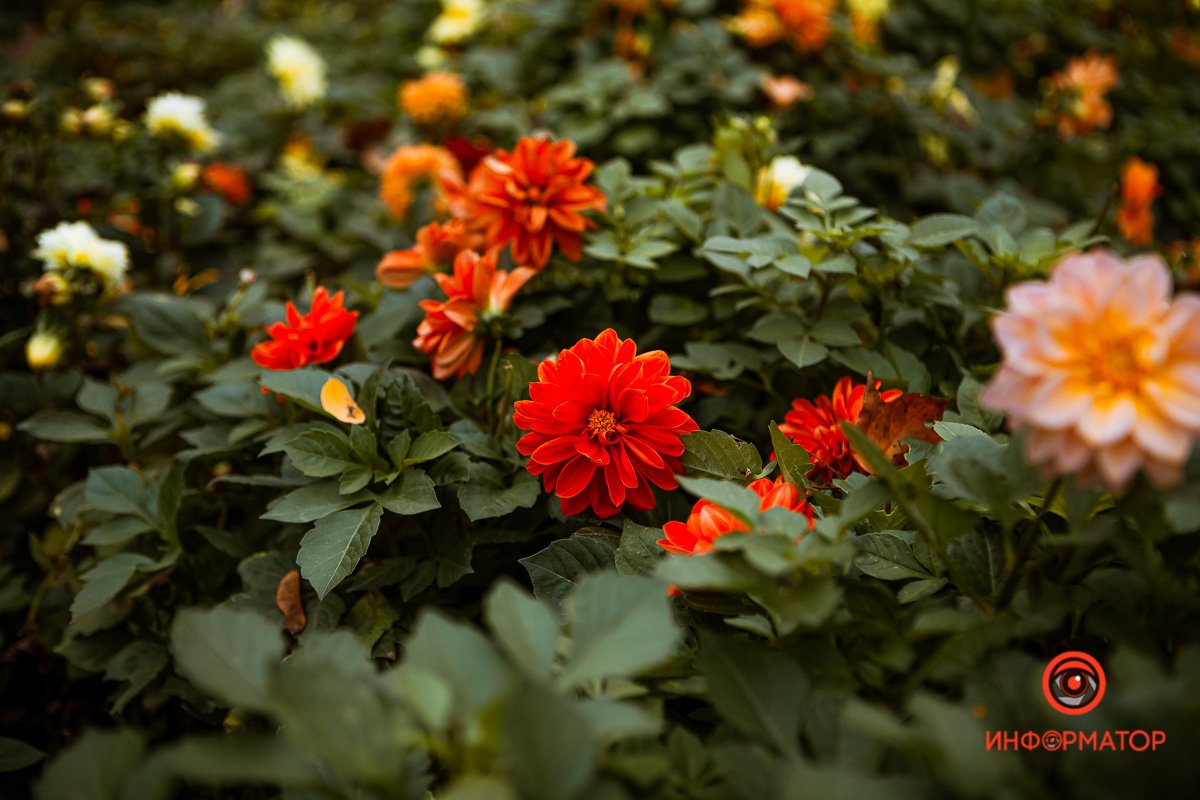 Уже дома пустеют до зари,