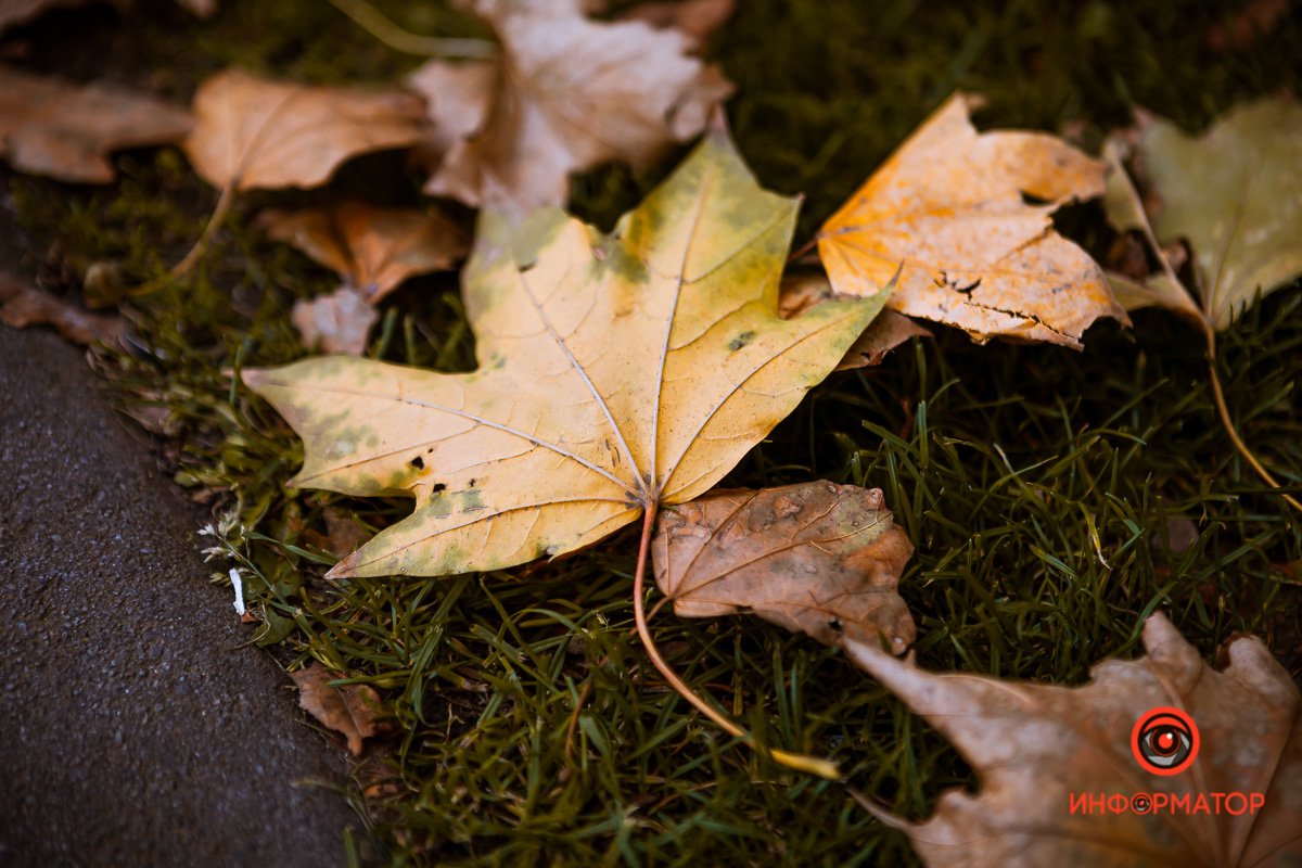 Листва внизу и только ветер дует,