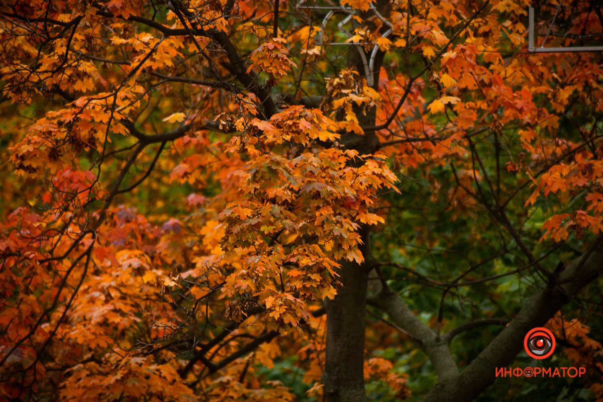 И вот толпа гогочущих разинь.