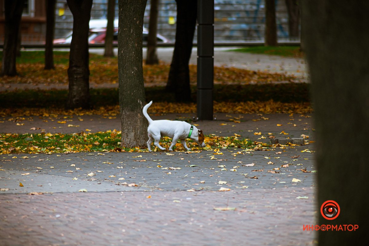 Читатель мой, я надоел давно,