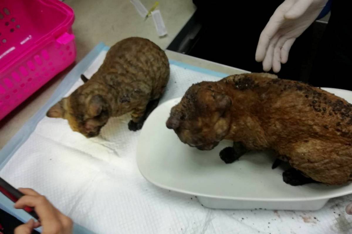 Хвостики чудом остались живы Хвостики чудом остались живы