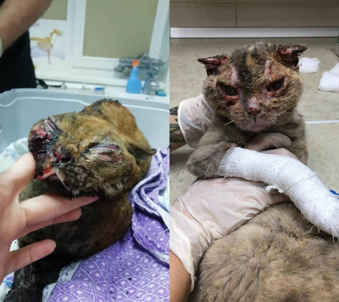 Сильно обгорели мордочки и лапки Сильно обгорели мордочки и лапки