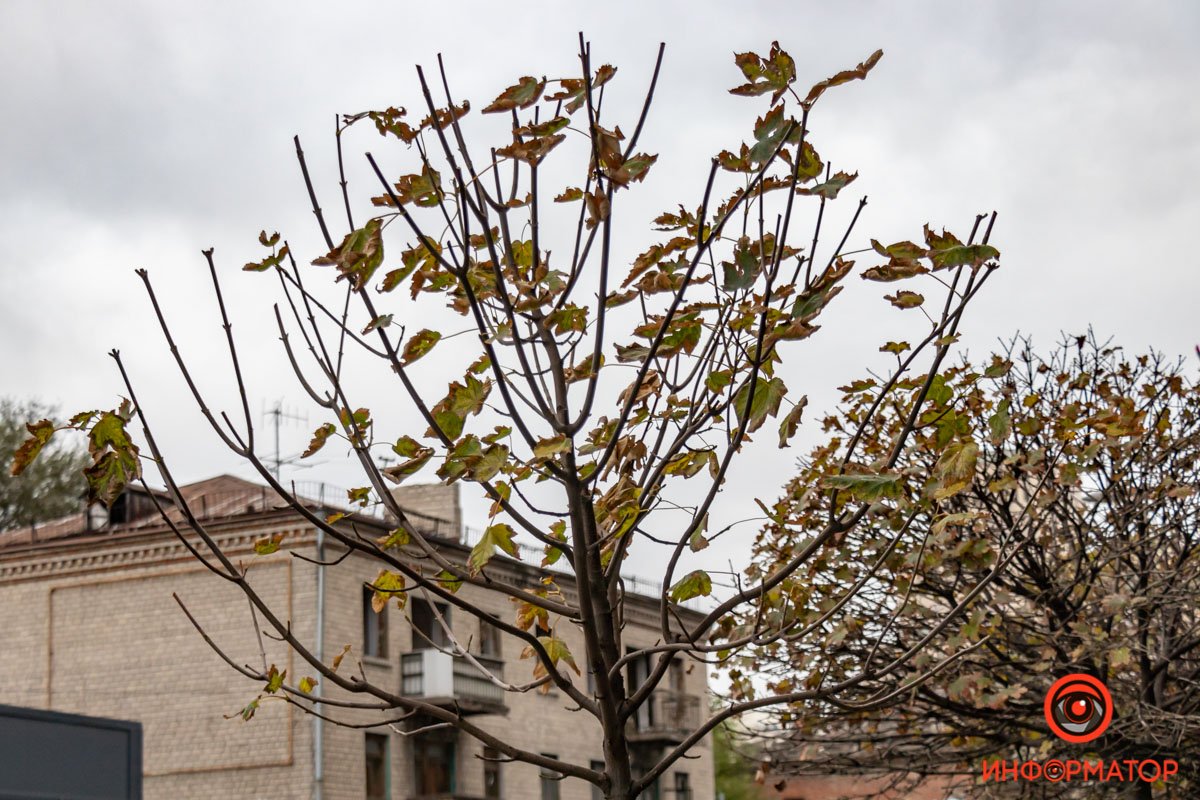 На ветках почти ничего не осталось