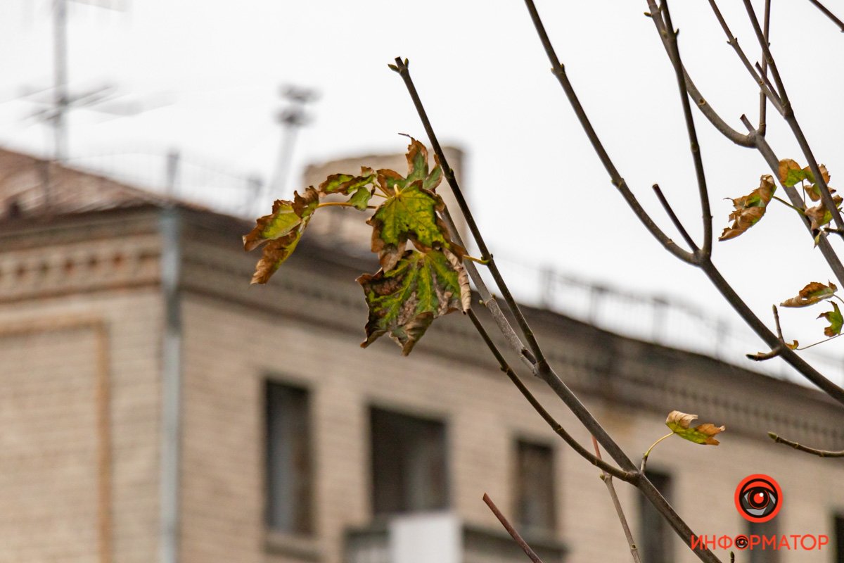 Увядающая зелень