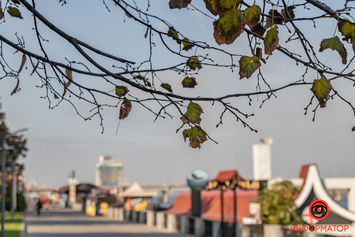 Голые ветки теперь выглядят не так уныло