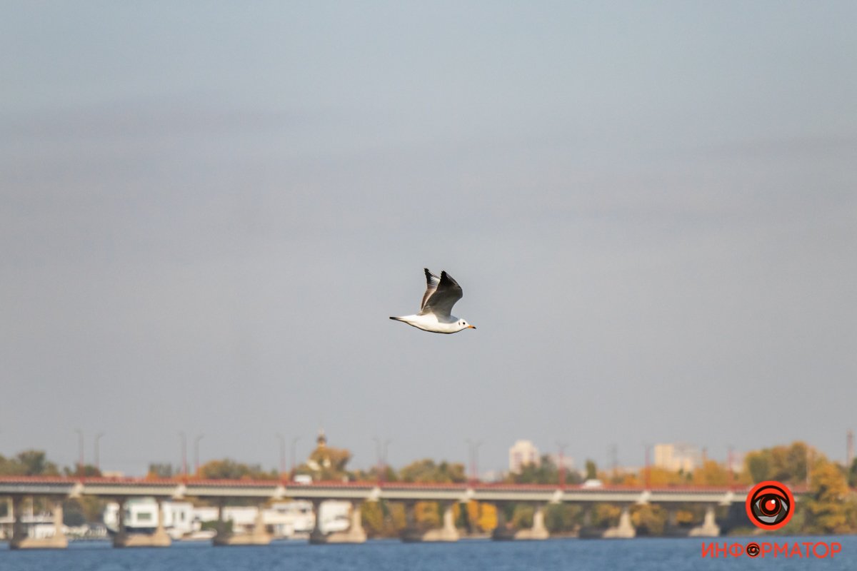 Не каждая птица долетит до середины Днепра