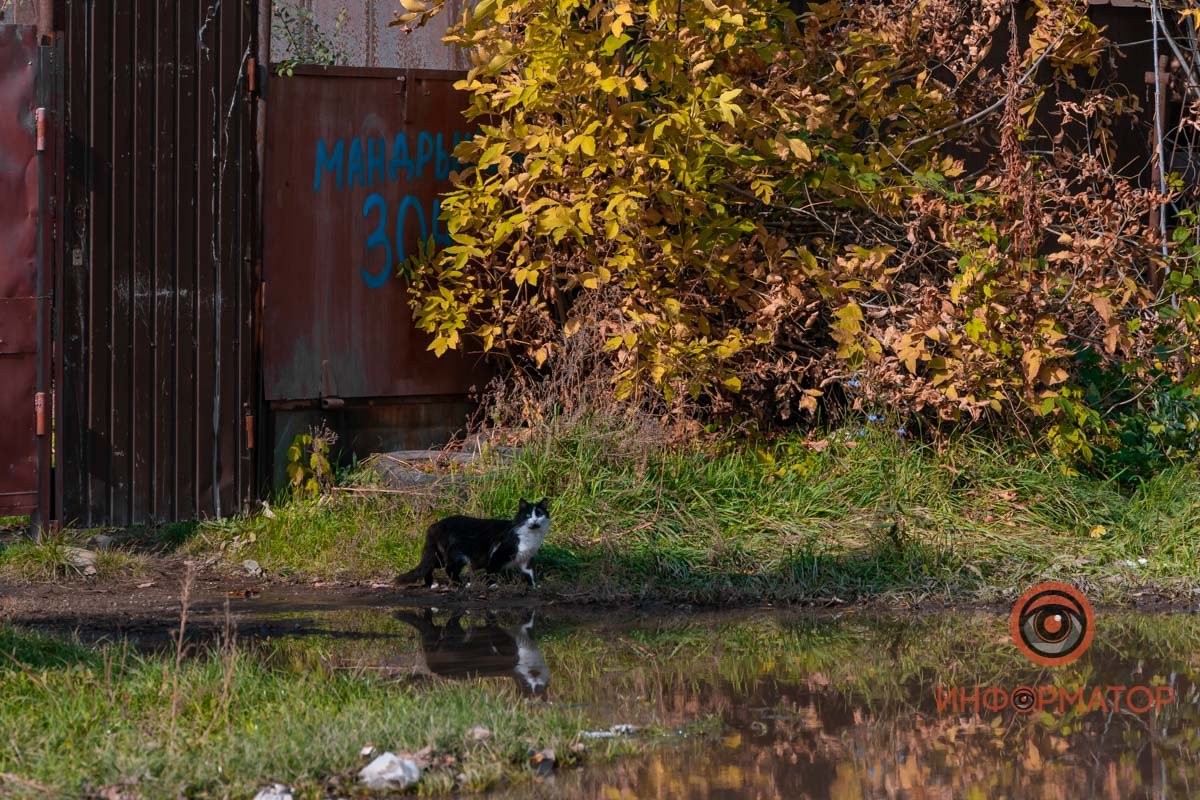 Возмущенный кот