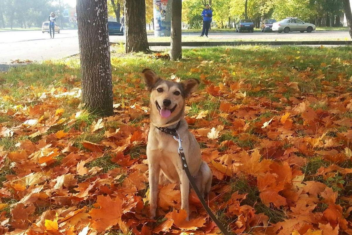 Собака-улыбака Нора Собака-улыбака Нора