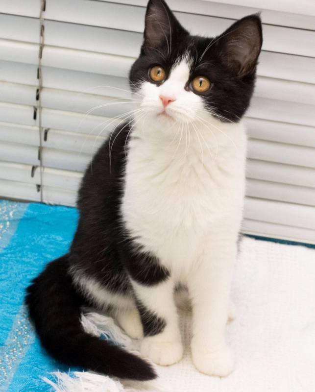 Симпатичная девочка-котенок Кася Симпатичная девочка-котенок Кася