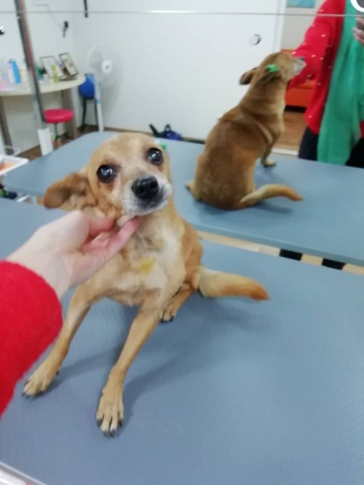 Мелкая собачка Кнопа Мелкая собачка Кнопа